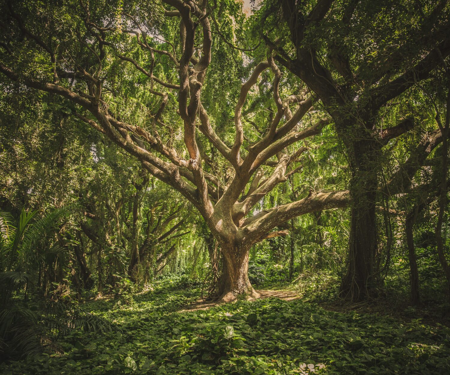 Árbol - www.somosbig.es